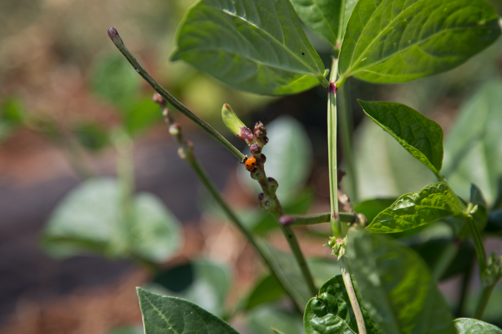 fagiolino e coccinella